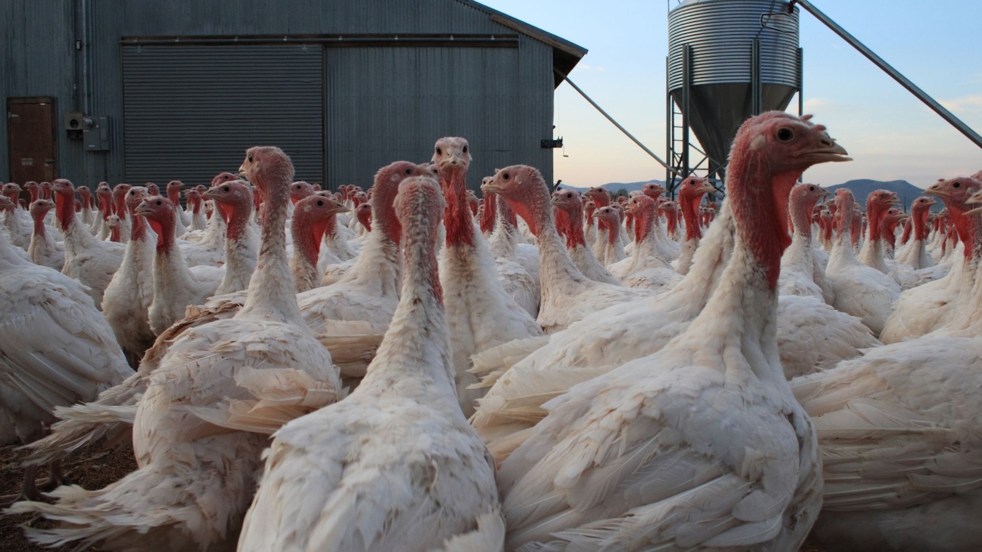 Ag Worker Health and Avian Influenza