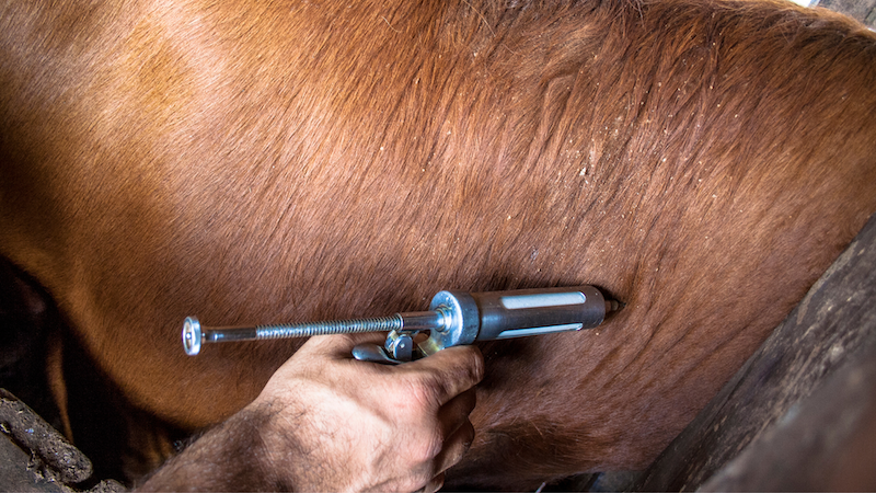Avoiding “Sticking” Situations in Agriculture: A Discussion on Sharps Safety