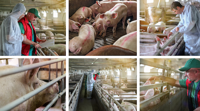 Overcoming Barriers and Understanding the Psychological Impact of Livestock Euthanasia: A Study on Spanish-Speaking Swine Caretakers’ Pig Euthanasia Practices on U.S. Farms