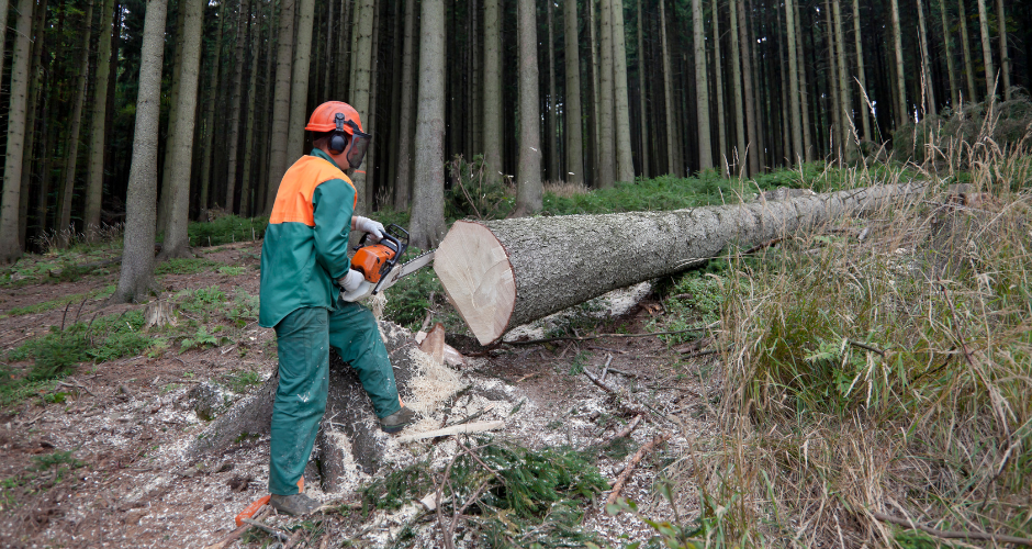 Musculoskeletal and Ergonomic Safety for Forest Workers