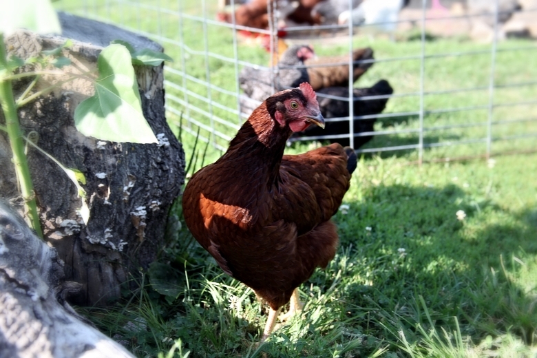 Tackling the Mental Stress of Avian Influenza in Agriculture