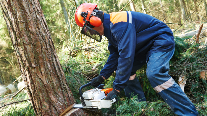 Hearing Loss Prevention for Forest Workers