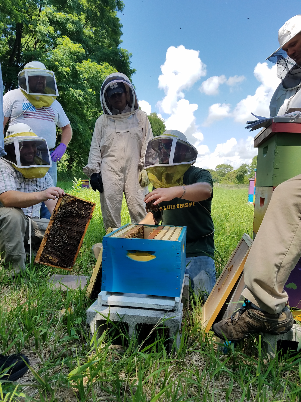 The Healing Capacity of Honey Bees: Veterans Using Beekeeping as a Modality to Achieve Positive Mental Health Outcomes