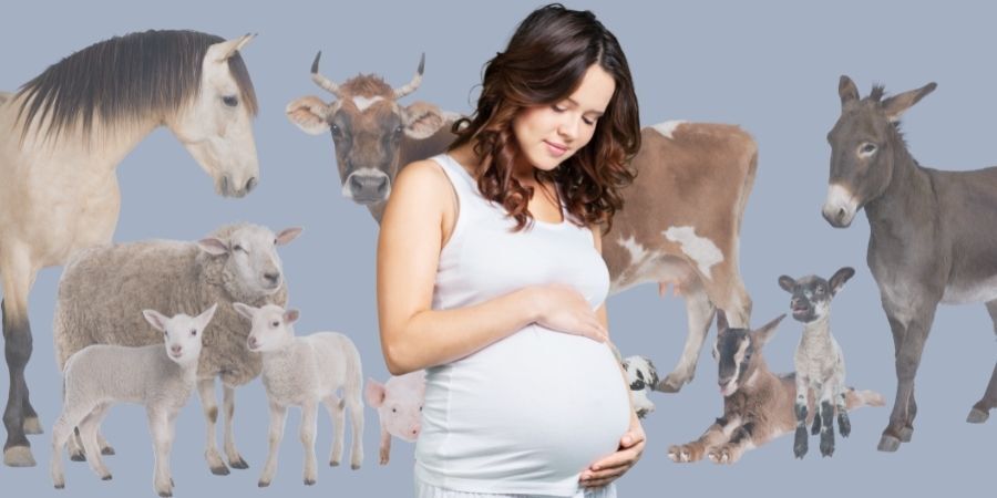 Zoonotic Disease and Pregnancy: A Deeper Dive