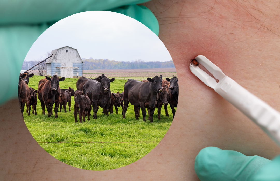 Prevent, Diagnose, Manage: Alpha-gal Syndrome in Rural Patients
