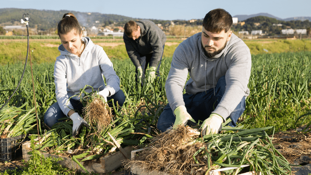 Protecting and Promoting the Health of Young Agricultural Workers: The Role of Employers and Supervisors